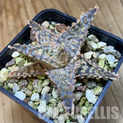 SH35774 Aloe TCT hybrid