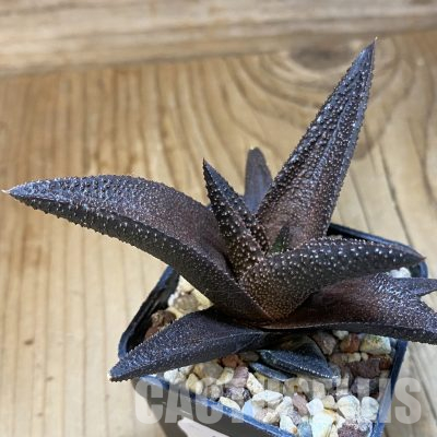 SH35815 Haworthia scabra x koelmaniorum