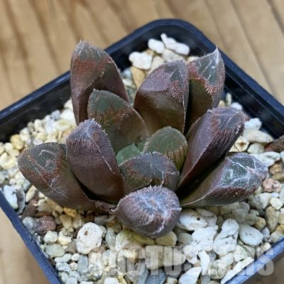 SH35817 Haworthia cooperi v. venusta x maughanii