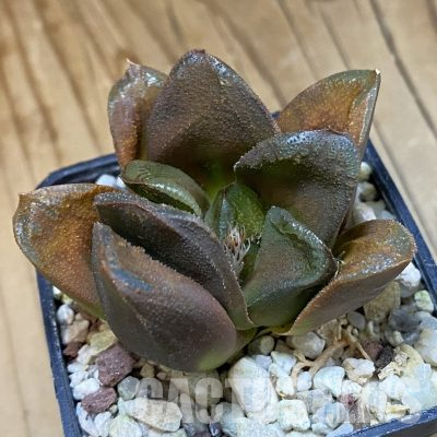 SH35818 Haworthia truncata 'Kegani'