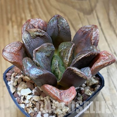 SH35819 Haworthia truncata 'Kegani'