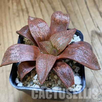 SH35820 Haworthia picta v. janvlokii