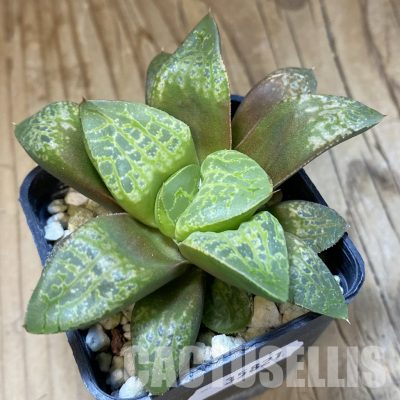 SH35821 Haworthia comptoniana 'Kamen Butokai'