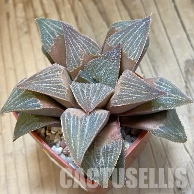 SH35822 Haworthia magnifica