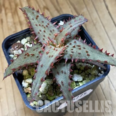 SH35775 Aloe castilloniae hybrid