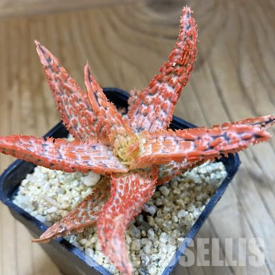 SH35825 Aloe TCT hybrid