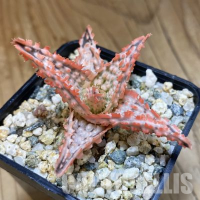 SH35826 Aloe TCT hybrid