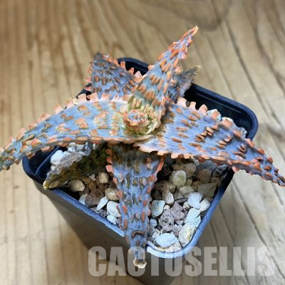 SH35827 Aloe TCT hybrid