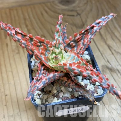 SH35828 Aloe TCT hybrid