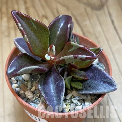 SH35831 Lenophyllum guttatum f. variegata