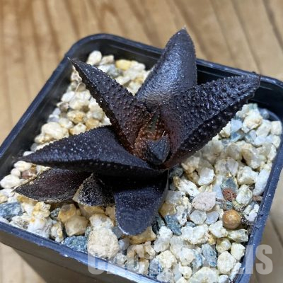 SH35832 Haworthia scabra hybrid