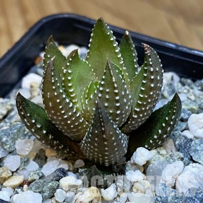 SH35833 Haworthia coarctata