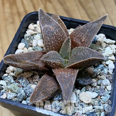 SH35834 Haworthia koelmaniorum 'Alligator Pair'