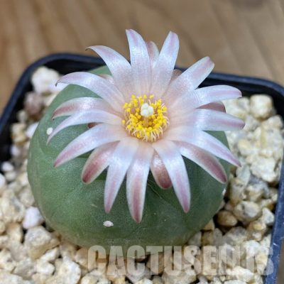 SH29768 Anhalonium koehresii 'Encarnacion'