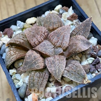 SH35835 Haworthia splendens 'Nautilus' hybrid