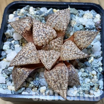 SH35836 Haworthia picta -Japan-