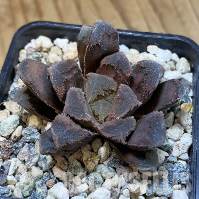 SH35838 Haworthia maughanii x pygmaea f. crystallina