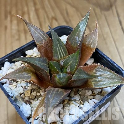 SH35839 Haworthia mirabilis