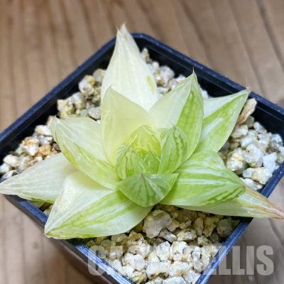SH35840 Haworthia cymbiformis f. variegata