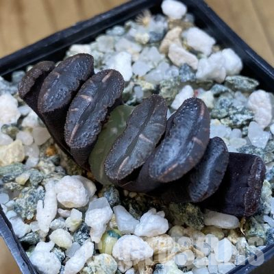 SH35842 Haworthia truncata -Japan-