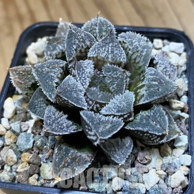 SH35843 Haworthia 'Kegazato' hybrid SH