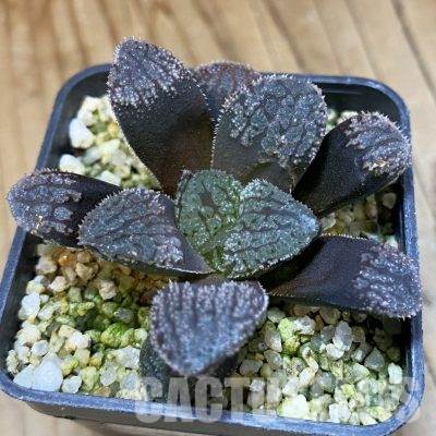 SH35844 Haworthia 'Mordor'
