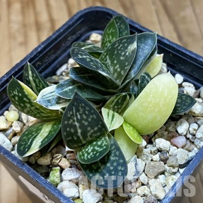 SH35777 Gasteria minima f. variegata