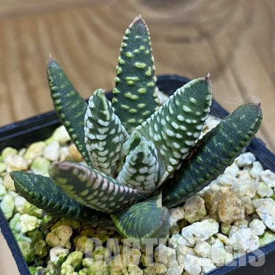 SH35845 Haworthia pumila 'Compact form' SH