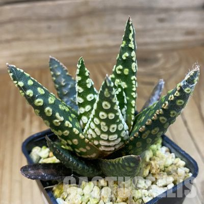 SH35846 Haworthia pumila 'Donut'