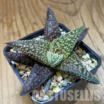 SH35847 Haworthia pumila x 'Kintaikyo'