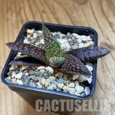 SH35848 Haworthia pumila x 'Kintaikyo'