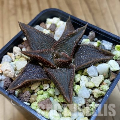 SH35850 Haworthia koelmaniorum