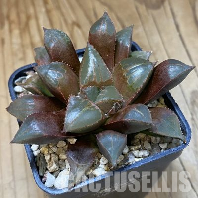 SH35852 Haworthia mirabilis VA 4873