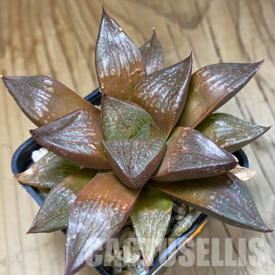 SH35853 Haworthia comptoniana hybrid