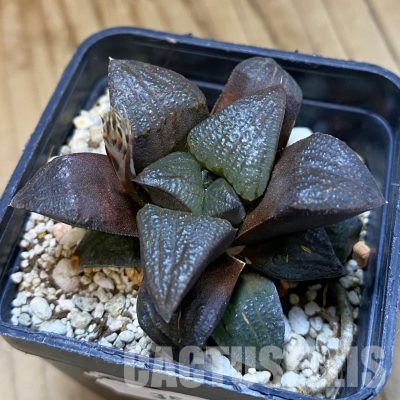 SH35854 Haworthia atrofusca -Korente River-
