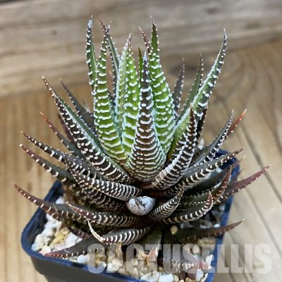 SH35855 Haworthia fasciata ‘Alba’ f. variegata