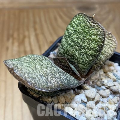 SH35778 Gasteria batesiana