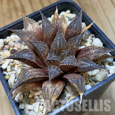 SH35857 Haworthia mirabilis v. paradoxa