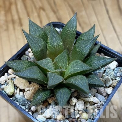 SH35858 Haworthia mirabilis hybrid