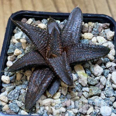 SH35859 Haworthia koelmaniorum