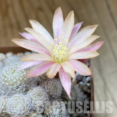 SH35860 Rebutia 'Sunrise' grafted