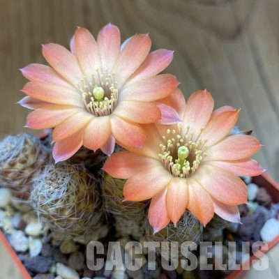 SH35861 Mediolobivia pectinata
