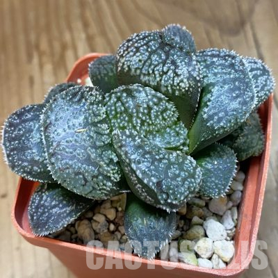 SH35780 Haworthia 'Mordor'