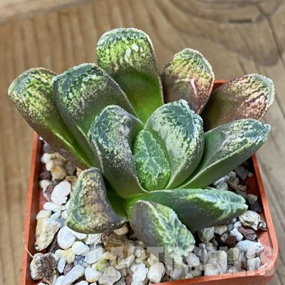 SH35781 Haworthia maughanii x splendens