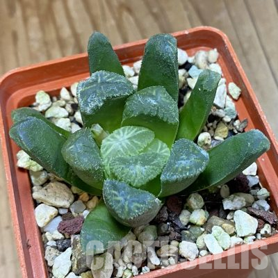 SH35782 Haworthia cooperi x maughanii