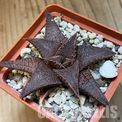 SH35783 Haworthia koelmaniorum 'Dragon King'