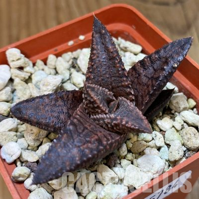 SH35784 Haworthia koelmaniorum 'Dragon King'