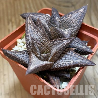 SH35785 Haworthia 'Kintaikyo', 2 plants