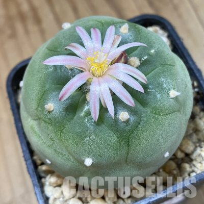 SH29358 Anhalonium frichii v. albiflora