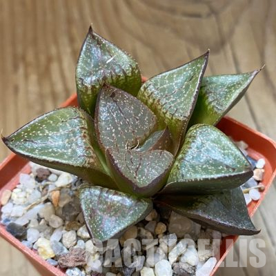 SH35787 Haworthia comptoniana, selection